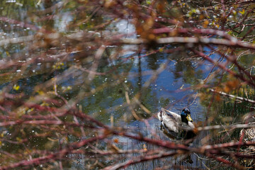 duck swimming