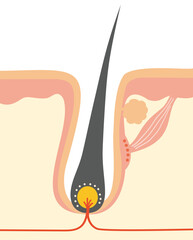 皮膚毛穴断面と毛周期に関わる組織・部位のイラスト