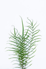 Fern leaves (Polypodiophyta) white background