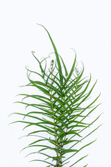 Fern leaves (Polypodiophyta) white background