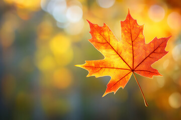 Fototapeta premium A captivating close-up of a single maple leaf during its autumnal descent