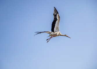 Beautiful white stork in flight with a cloudy sky background