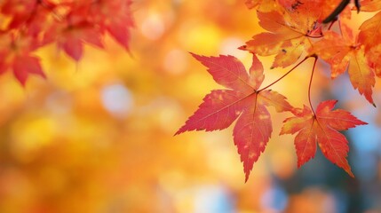 Red And Orange Maple Leaves In Autumn