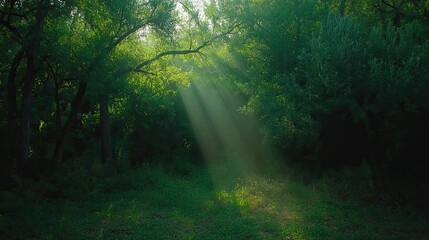 Obraz premium Sunbeams Illuminating a Lush Forest