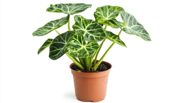 Alocasia  pot, leaf, isolated, herb, nature, basil, flower, white, mint, food, potted, houseplant, fresh, ingredient, spice, flowerpot, herbal, growth, healthy, gardening, tree, aromatic, organic, lea