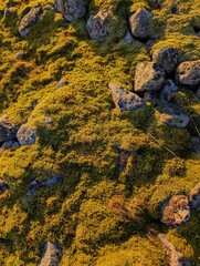 Vibrant green moss covering rocky terrain