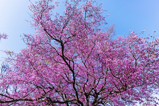 Reseda Tree or Queen of the Flowers Tree, Lagerstroemia indica (crape myrtle, crepe myrtle, crepe flower) is a species in the genus Lagerstroemia in the family Lythraceae.
Bras&iacute;lia, Brazil, 2020.