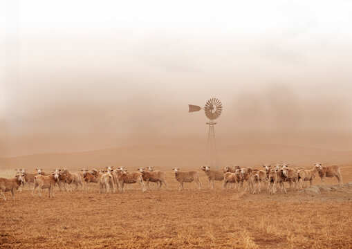 Sheep in a dust storm with windmill in background