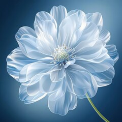 Fototapeta premium A delicate flower with translucent white petals against blue background