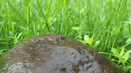 Obraz premium Fresh Green Grass with Wet Stone - Natural Background for Freshness and Clean Product Concepts