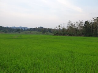 Obraz premium green field and sky