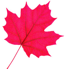 Fototapeta premium A vibrant pink maple leaf showcasing intricate vein patterns.