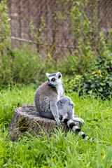 A playful lemur strides confidently across a vibrant green lawn, its striking striped tail held high at Bristol Zoo Project
