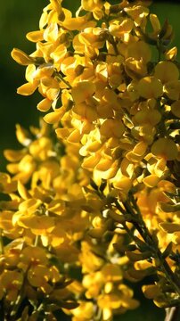 Scotch Broom Blooming In Springtime - 4k Vertical Video