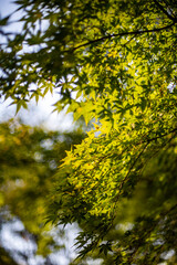 鎌倉2410Y　覚園寺3　もみじ