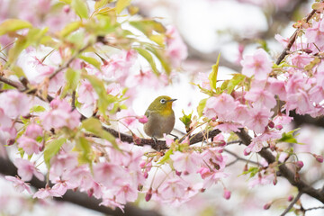 Obraz premium メジロと河津桜