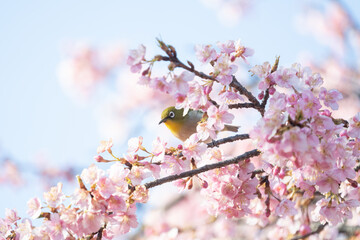 メジロと河津桜