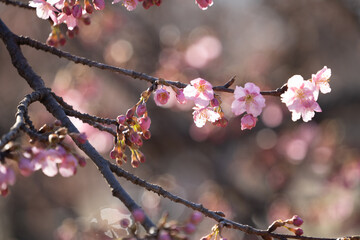 河津桜の花と蕾