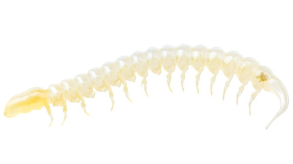 Obraz premium Millipede Side Profile - Isolated PNG