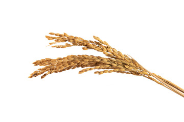 dried rice ears isolated on white background 