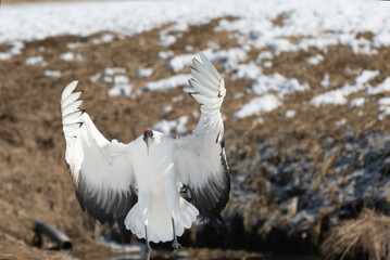 Red-crowned Crane subadult landing
