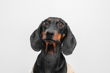 close-up of a dachshund with a curious expression. dog puppy black and tan markings stand out...