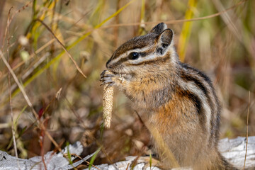 The yellow-pine chipmunk (Neotamias amoenus) is a species of order Rodentia in the family Sciuridae.  Thumb Geyser, Yellowstone National Park, Wyoming. Timothy (Phleum pratense)，timothy-grass, 