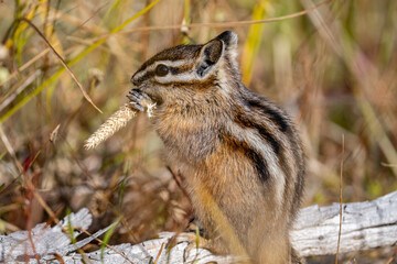 The yellow-pine chipmunk (Neotamias amoenus) is a species of order Rodentia in the family Sciuridae.  Thumb Geyser, Yellowstone National Park, Wyoming. Timothy (Phleum pratense)，timothy-grass, 