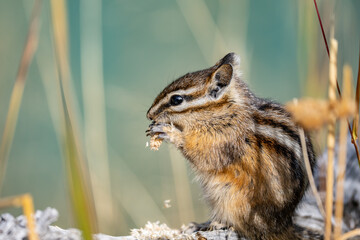 The yellow-pine chipmunk (Neotamias amoenus) is a species of order Rodentia in the family Sciuridae.  Thumb Geyser, Yellowstone National Park, Wyoming. Timothy (Phleum pratense)，timothy-grass, 