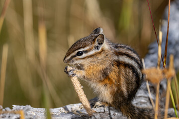 The yellow-pine chipmunk (Neotamias amoenus) is a species of order Rodentia in the family Sciuridae.  Thumb Geyser, Yellowstone National Park, Wyoming. Timothy (Phleum pratense)，timothy-grass, 