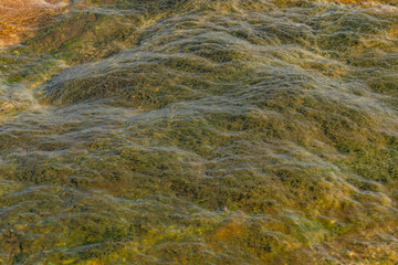 Extremophile. West Thumb Geyser Basin, Yellowstone Lake / Yellowstone National Park. Wyoming.
