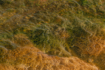 Extremophile. West Thumb Geyser Basin, Yellowstone Lake / Yellowstone National Park. Wyoming.
