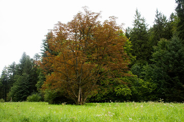 Trees in forest while tree leaf fall season on mountain
