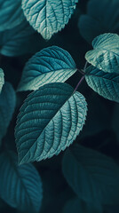 Fototapeta premium Close-up material of blue-green leaves