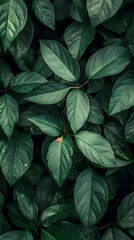 Fototapeta premium Natural background image of dark green textured leaves
