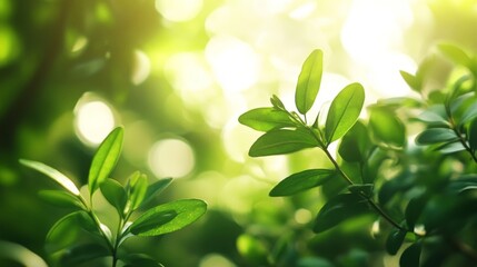 Sunlit greenery: vibrant leaves in a glowing nature scene for relaxation and inspiration