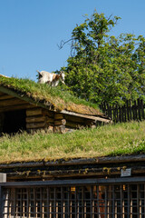 A goat on the grass roof at Goats on Roof Old Country Market in Coombs British Columbia Canada