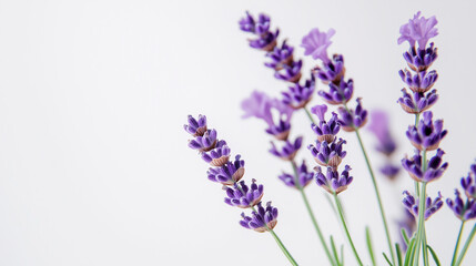 Naklejka premium Lavender blooms in soft light, a serene close-up of nature's elegance.