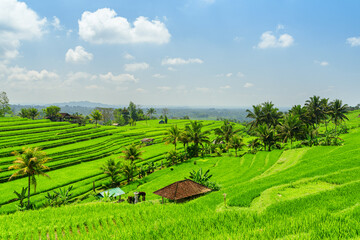Awesome view of scenic rice terraces in Bali, Indonesia