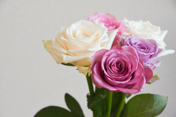 カラフルな薔薇