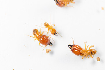 Close up of the Small termite in Petri dish glass for education in Laboratory.
