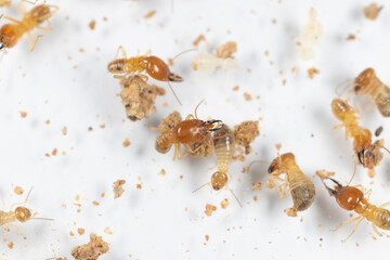 Close up of the Small termite in Petri dish glass for education in Laboratory.