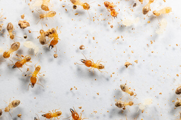 Close up of the Small termite in Petri dish glass for education in Laboratory.