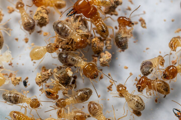 Close up of the Small termite in Petri dish glass for education in Laboratory.