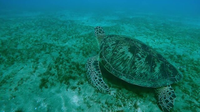 Camera moving forwards approaching a Sea Turtle grazing on seabed, Top view, Slow motion of Great Green Sea Turtle, Chelonia mydas
