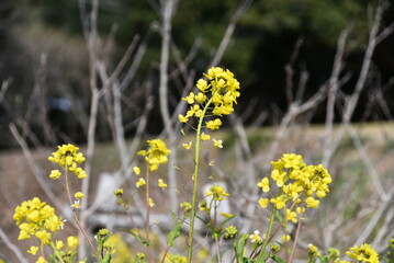 Obraz premium 菜の花の咲く風景