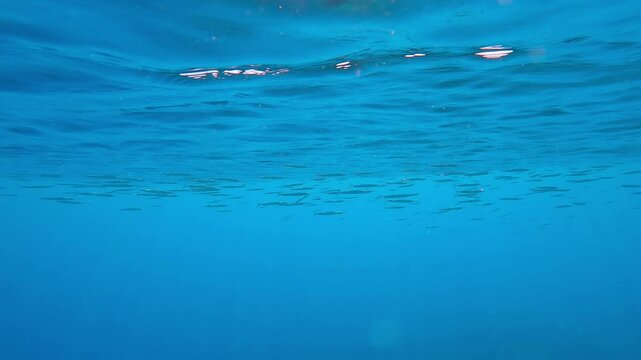 Large school of Halfbeak fish swims below the surface in turquoise water under sunbeams, Slow motion of Red Sea Halfbeak, Hyporhamphus gamberur swims on a bright sunny day