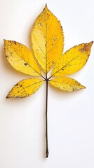 Obraz premium Yellow tree leaf, single leaves of fall season, autumn plants and flowers