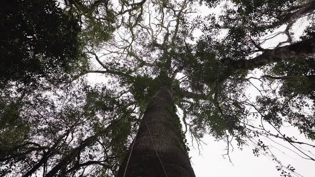 Gaze upwards towards a cloudy sky, as the large branches and trunk of a Timbó tree frame the view. The towering tree creates a stunning contrast against the soft, dramatic clouds above.