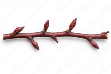 Obraz premium Reddish Brown Branch with Buds on White Background